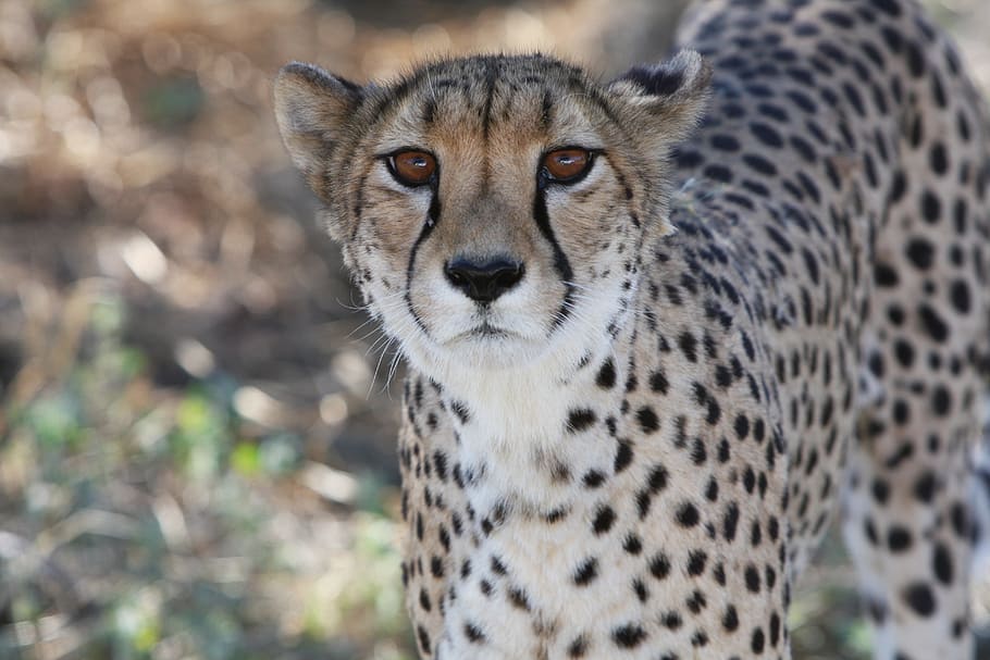 selective focus photography of cheetah, Namibia, Wild, Nature HD wallpaper