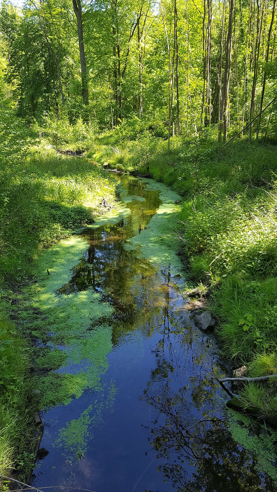 bach, forest, reflection, trees, nature, water surface, plant HD wallpaper