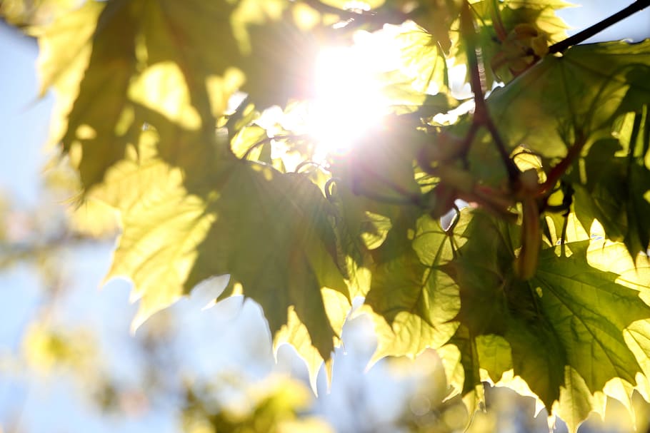 close-up photo of green leaves, sun, tree, nature, leaf, natural HD wallpaper