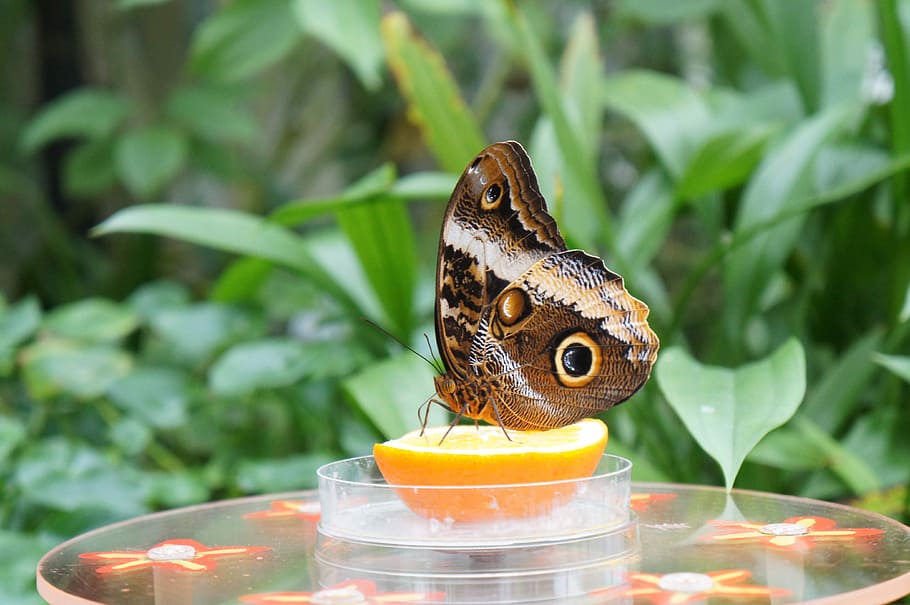 nature, animal, summer, leaf, animal themes, one animal, animal wildlife HD wallpaper