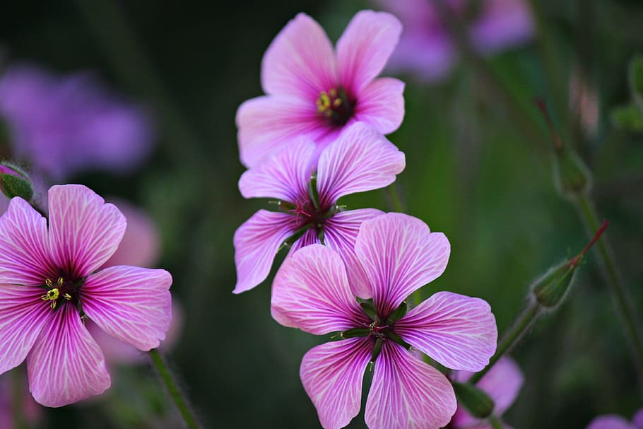 geranium flower, blossom, purple, bloom, blooming, flowering plant HD wallpaper