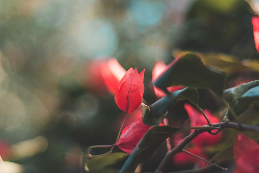 red roses blooming, closeup photography of red bougainvillea plant HD wallpaper