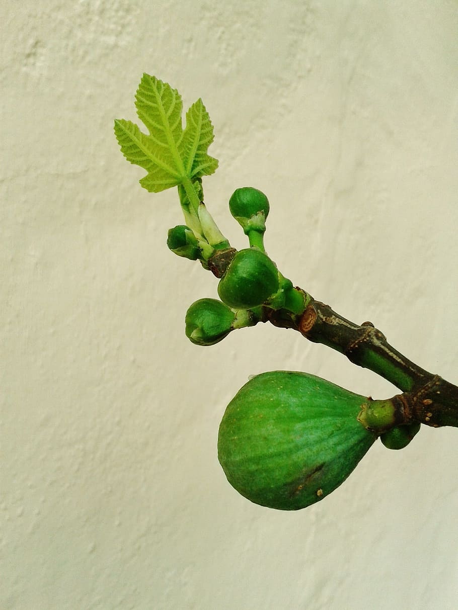 Fruit, Figs, Fig Leaf, real coward, crop, green, garden, plant HD wallpaper