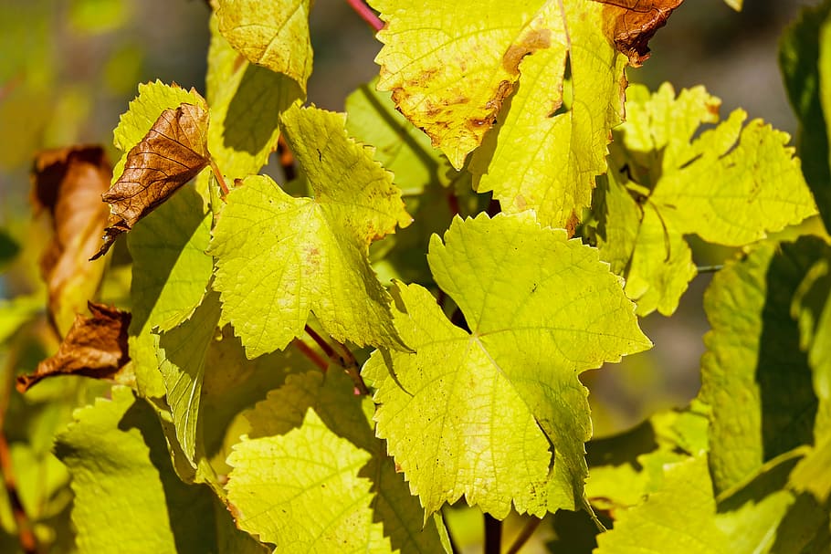 selective focus photography of green leafed plant, wine leaf HD wallpaper