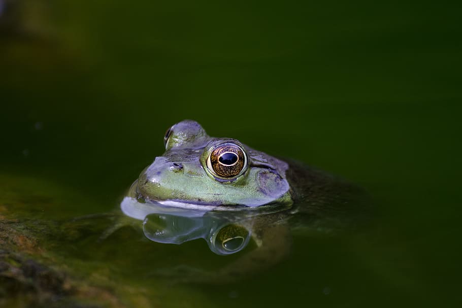 shallow focus photography of purple frog, green and purple frog, HD wallpaper
