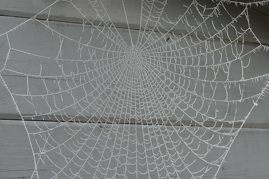 winter, cold, ice, wintry, frost, hoarfrost, frozen, spider HD wallpaper