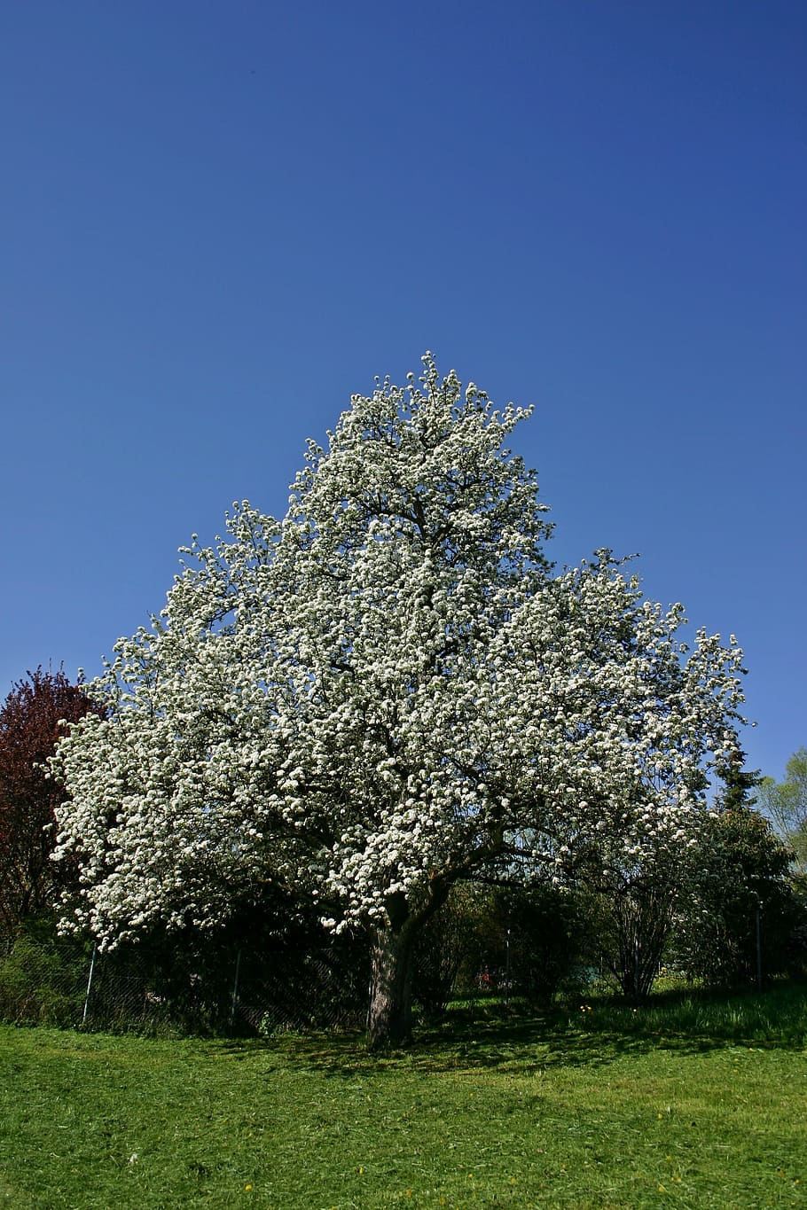 Pear, Tree, Plant, Nature, Meadow, orchard, fruit tree meadow HD wallpaper