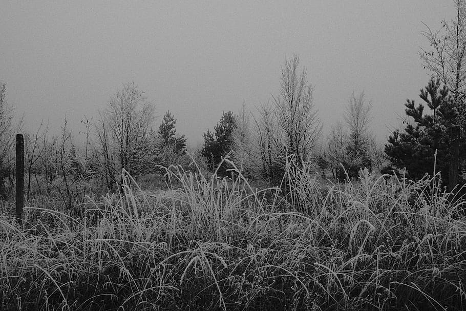 grayscale photo of grass, grayscale photo of grasses, frost, ice HD wallpaper