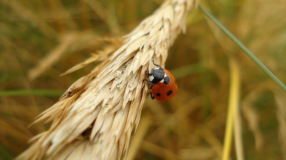 ladybug, insect, close, beetle, nature, luck, lucky ladybug HD wallpaper