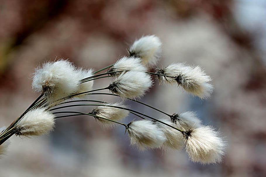 macro shot of white dandelion, grass, cottongrass, cotton flower, HD wallpaper