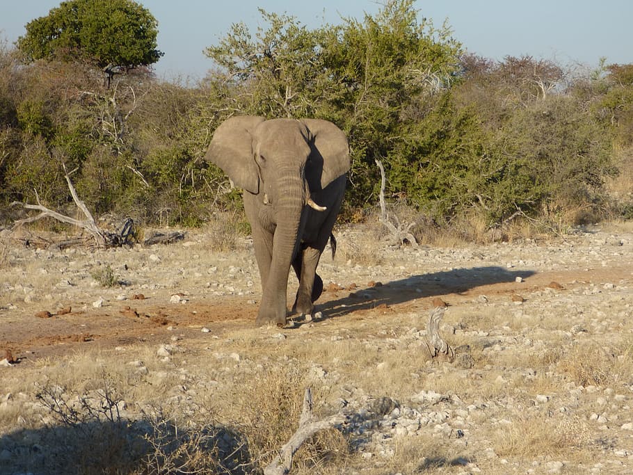 wildlife, elephant, namibia, plant, animal themes, animals in the wild HD wallpaper