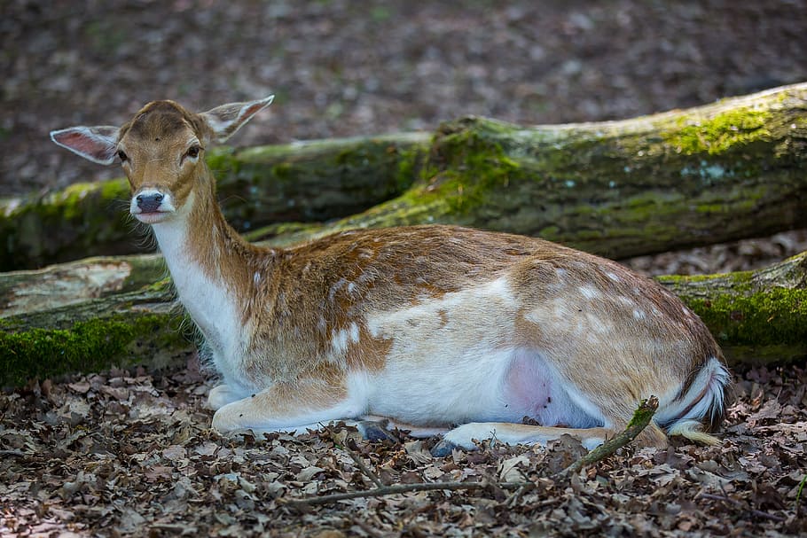wild, roe deer, dybowskiwild, doe, animal themes, animal wildlife HD wallpaper