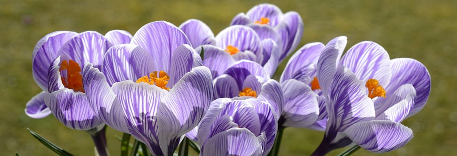 purple and white flowers, crocus, spring, nature, spring flower HD wallpaper