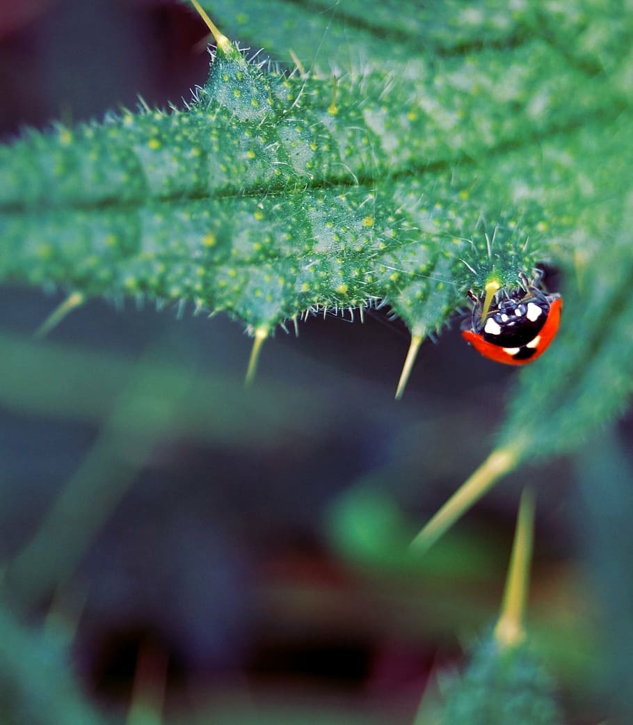 ladybug, insect, beetle, nature, thistle, upside down, macro, HD wallpaper