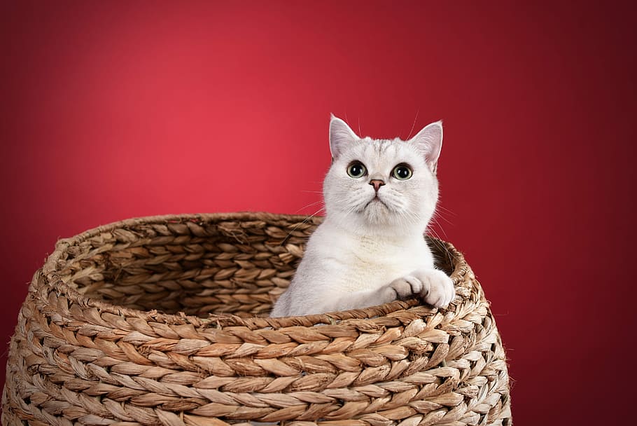 white cat inside brown basket, pets, domestic, animal themes HD wallpaper