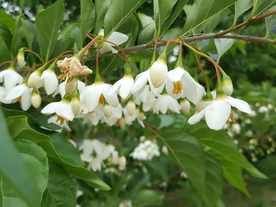 the storax tree, whisper, spring, plant, flowering plant, growth HD wallpaper