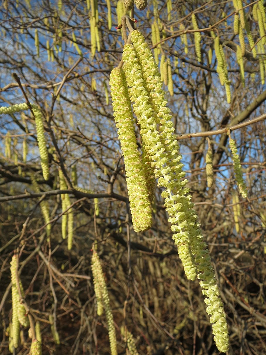 corylus avellana, common hazel, catkins, macro, flora, botany HD wallpaper