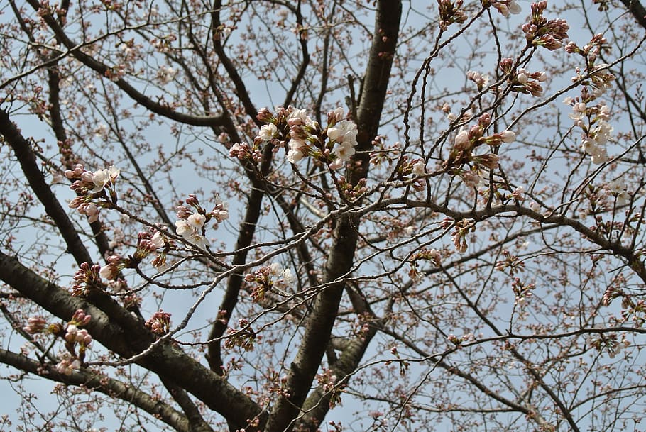 Cherry, Spring, Spring, Flowers, Plant, Pink, cherry tree, cherry blossoms HD wallpaper