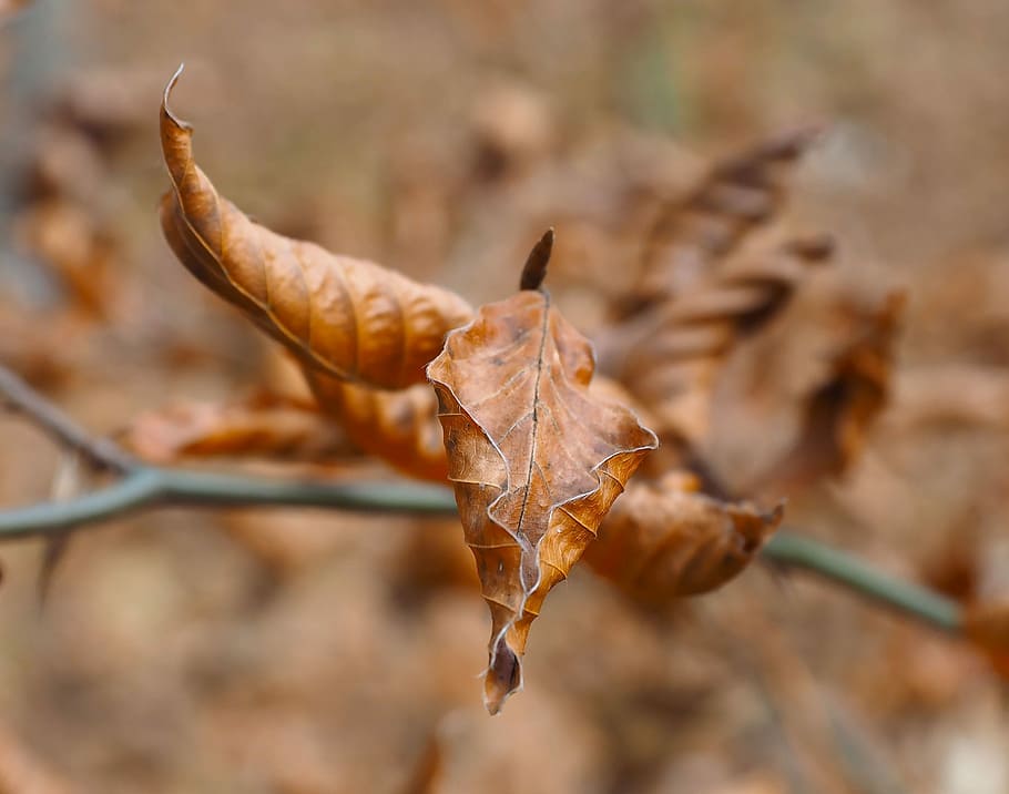Leaves, Fall, Autumn Leaf, Foliage, tree leaf, plant, still lifes HD wallpaper