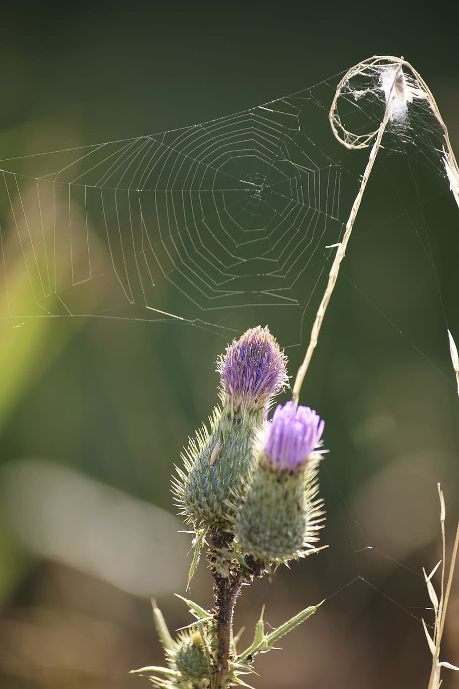 Cobweb, Flower, Nature, summer, green, blossom, bloom, thistle HD wallpaper