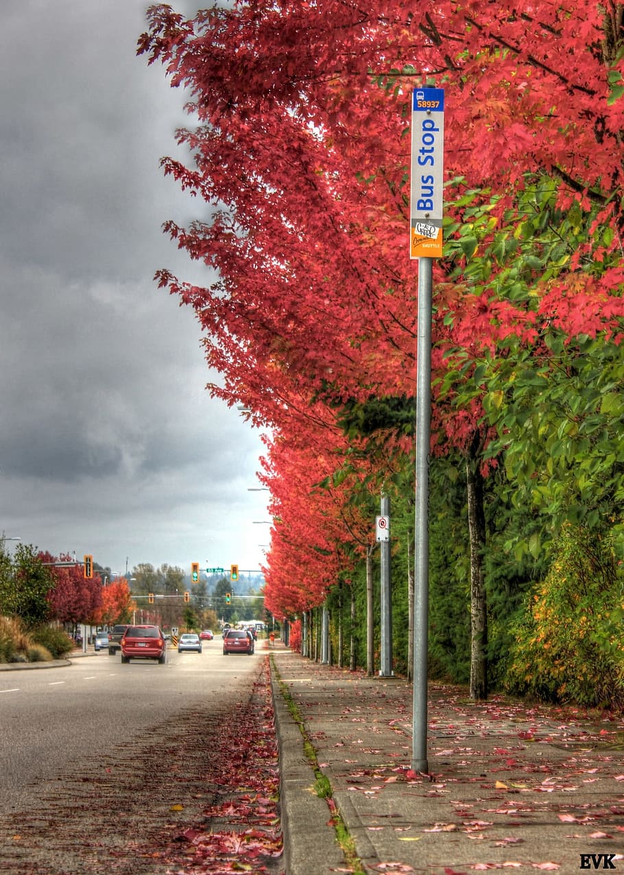 bus, stop, road, waiting, street, trees, blossoms, fallen, pavement HD wallpaper