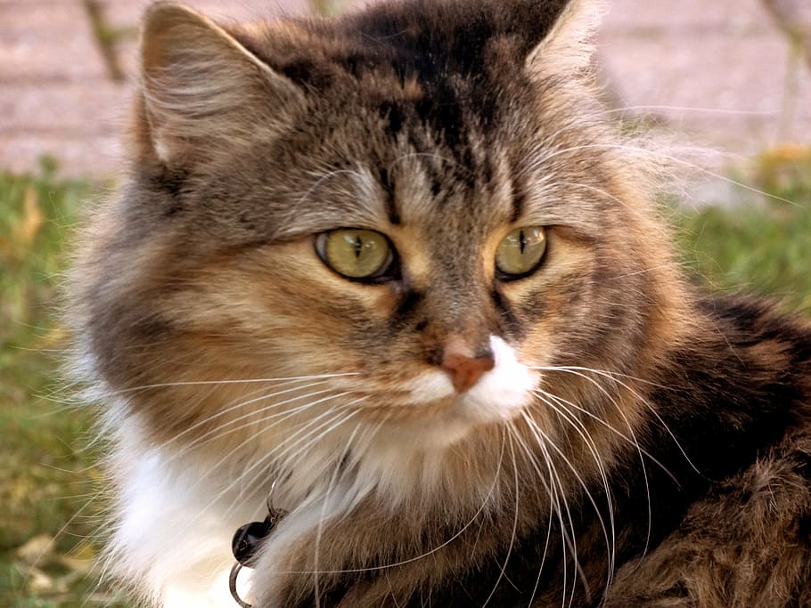 cat, face, cute, domestic Cat, animal, pets, outdoors, grass HD wallpaper