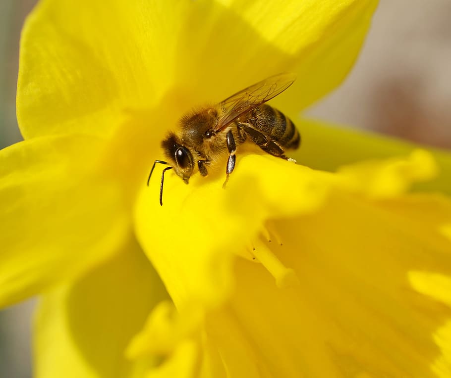 honeybee on yellow petaled flower, insect, daffodil, macro HD wallpaper