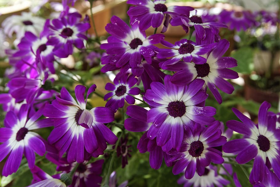 Flower, Spring, Nature, Bouquet, Purple, spring flower, leaf HD wallpaper