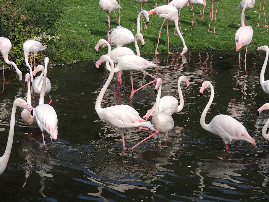 flamingos, animal, pink, bird, crooked beak, waterfowl, long legs, HD wallpaper