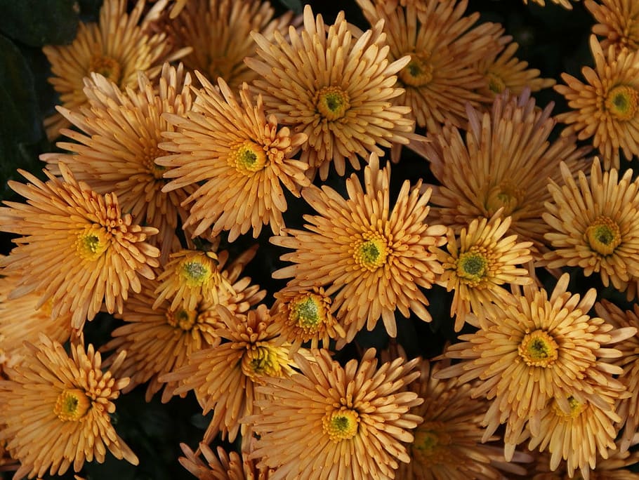 gerbera, flower, yellow, bloom, blooming, garden, seasonal HD wallpaper