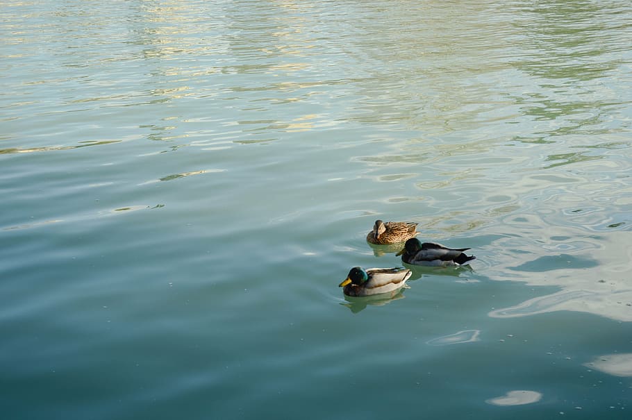 madrid, removal, ducks, water, vertebrate, animal themes, bird HD wallpaper