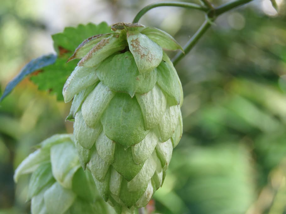 hops-leaf-nature-food.jpg