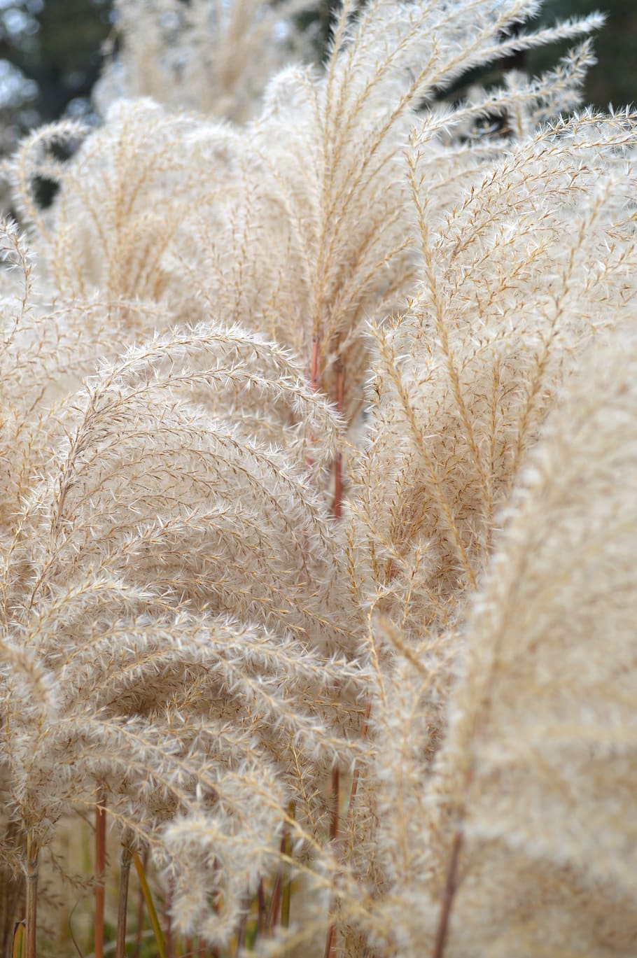 Wheat, Grass, Cattail, Nature, Plants, soft, texture, meadow HD wallpaper