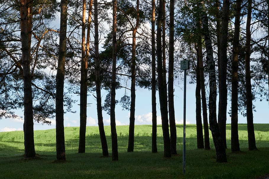 trees, nature, landscape, log, forest, meadow, grass, sky, plant HD wallpaper