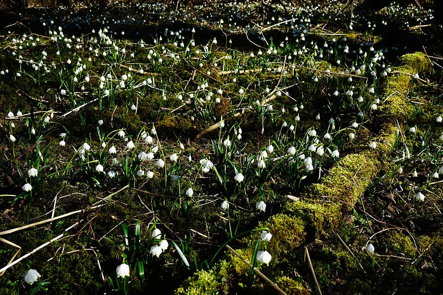Snowflake, Forest Floor, spring flower, blossom, bloom, white HD wallpaper