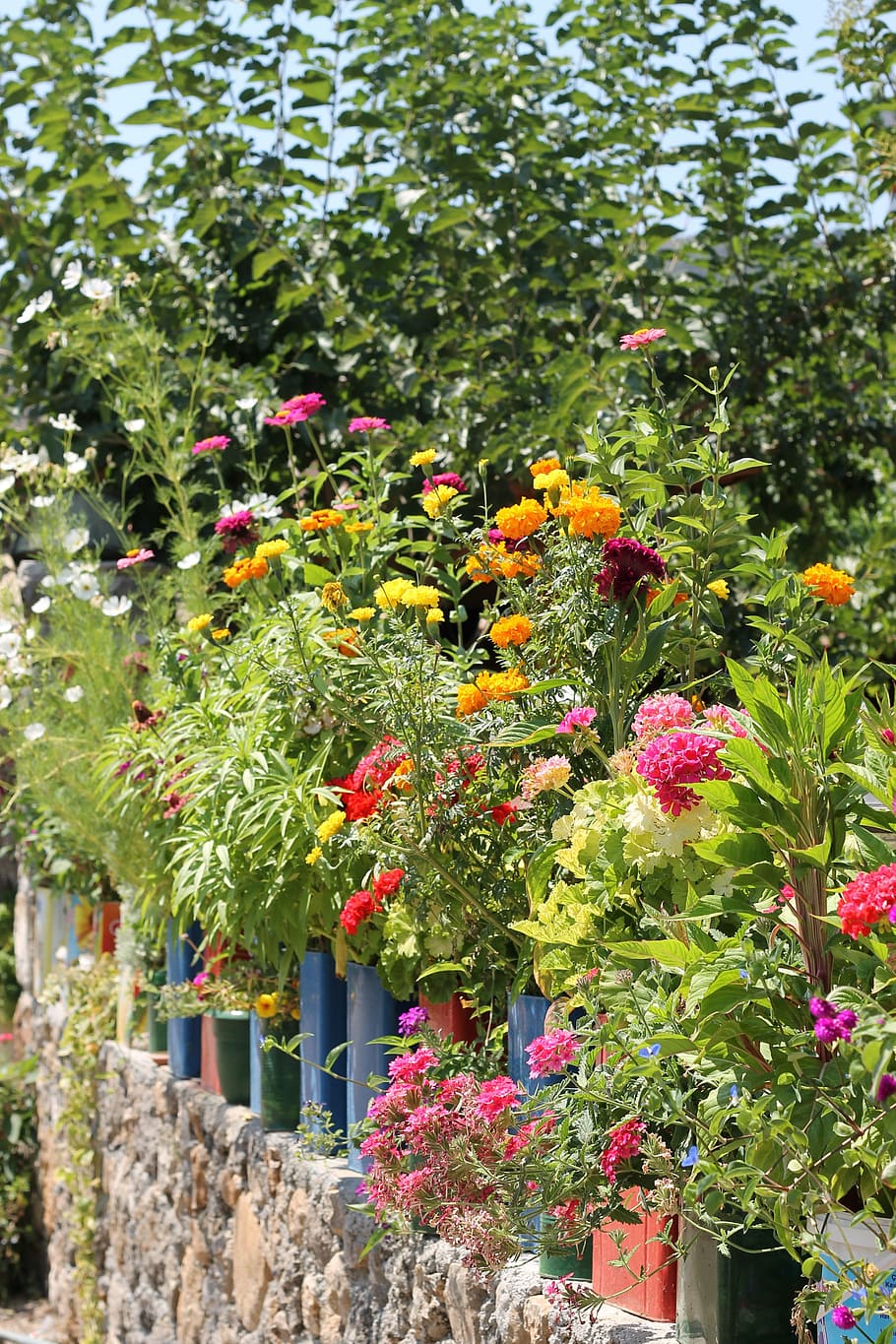 colourful, plants, pots, wall, flower, outdoors, nature, flowering plant HD wallpaper