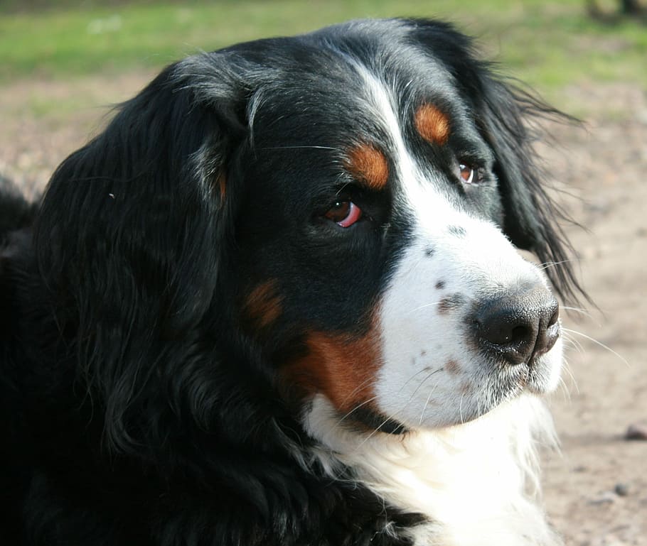 HD wallpaper: Berner, Sennen, Dog, Portrait, berner sennen, bernese ...