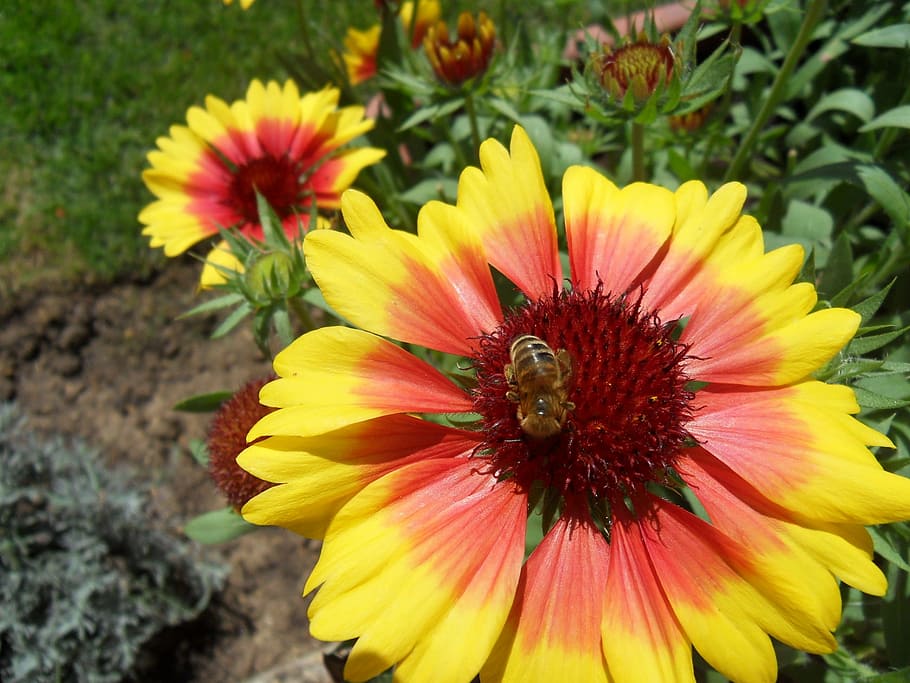 flower, bee, summer flowers, flowering plant, petal, fragility HD wallpaper