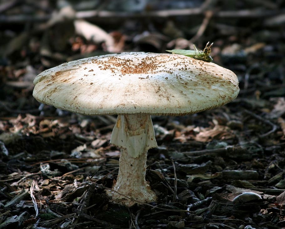 mushroom, toad stool, fungi, natural, white, wild, spotted, HD wallpaper