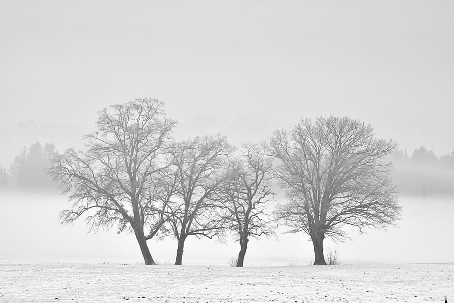 four bare trees on snow under gray cloudy sky, winter, monochrome HD wallpaper