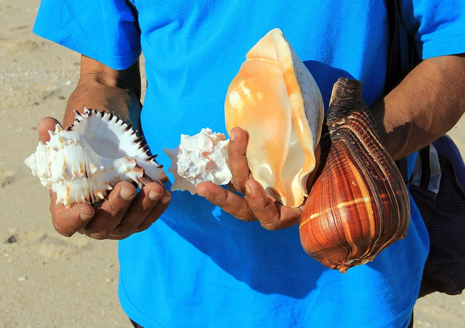 seashell, beach, vacation, summer, coast, conch, seaside, sell HD wallpaper