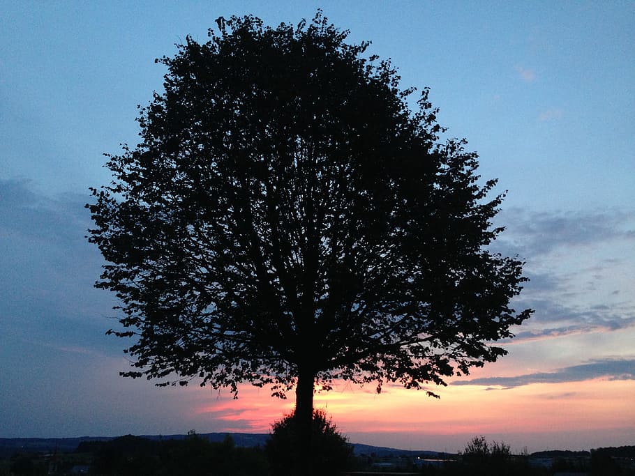 Nature, Tree, Sunset, Evening, abendstimmung, green tree, leaves HD wallpaper