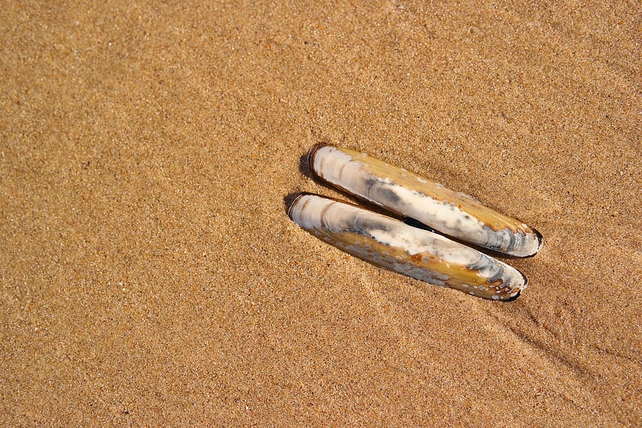 seashell, beach, sand, beach sand, coastal, summer, nature HD wallpaper