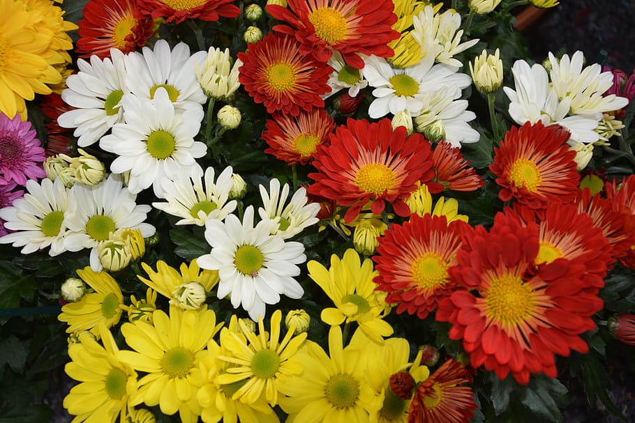 flowers, flowers colors red white yellow, nature, petals, flowers fall, HD wallpaper
