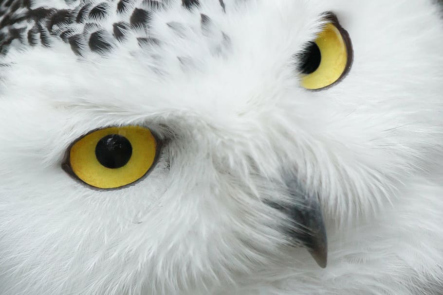 close up photo of white and black owl, animal, beak, beautiful HD wallpaper
