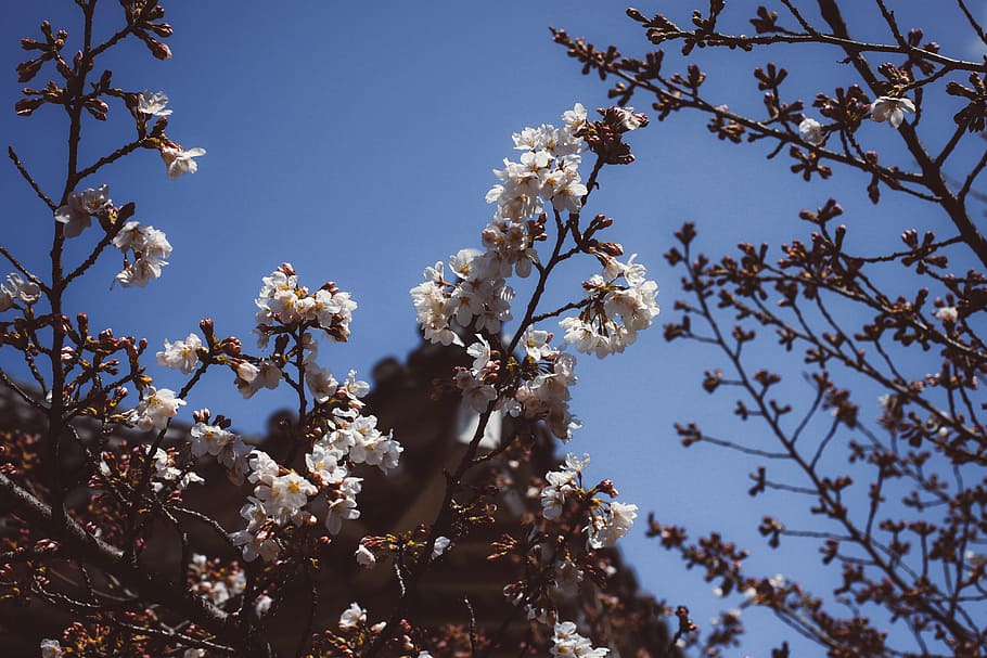 Branch of sakura, nature, tree, springtime, flower, blossom, sky HD wallpaper