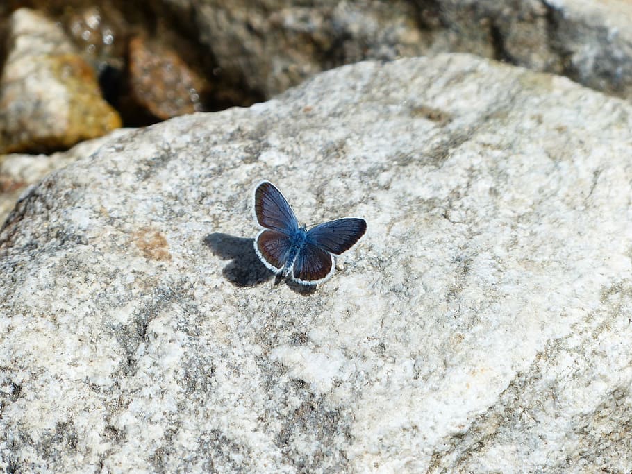 common blue butterfly on green stone, restharrow's blue, polyommatus icarus, HD wallpaper