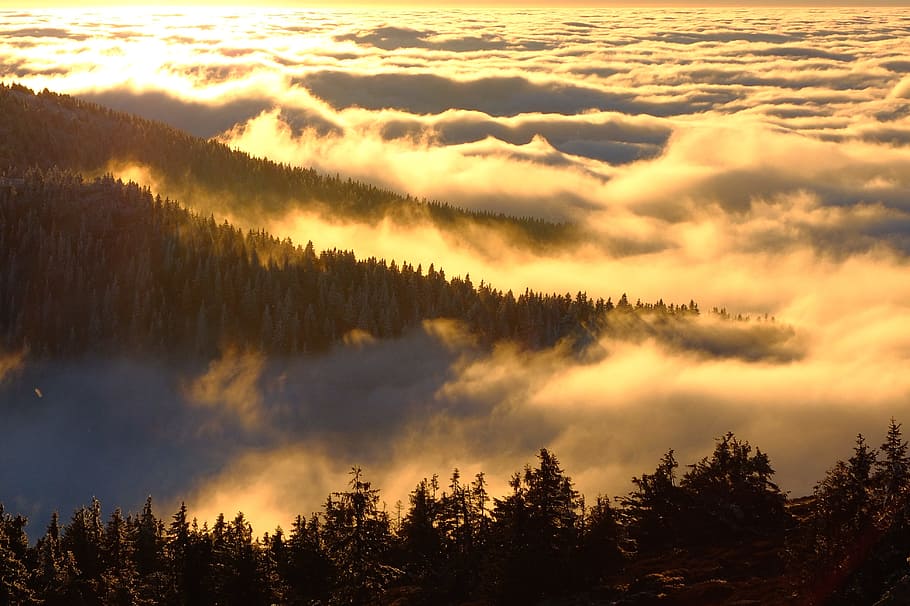 pine trees surrounded by clouds, aerial view photography of green mountains with clouds during daytime HD wallpaper