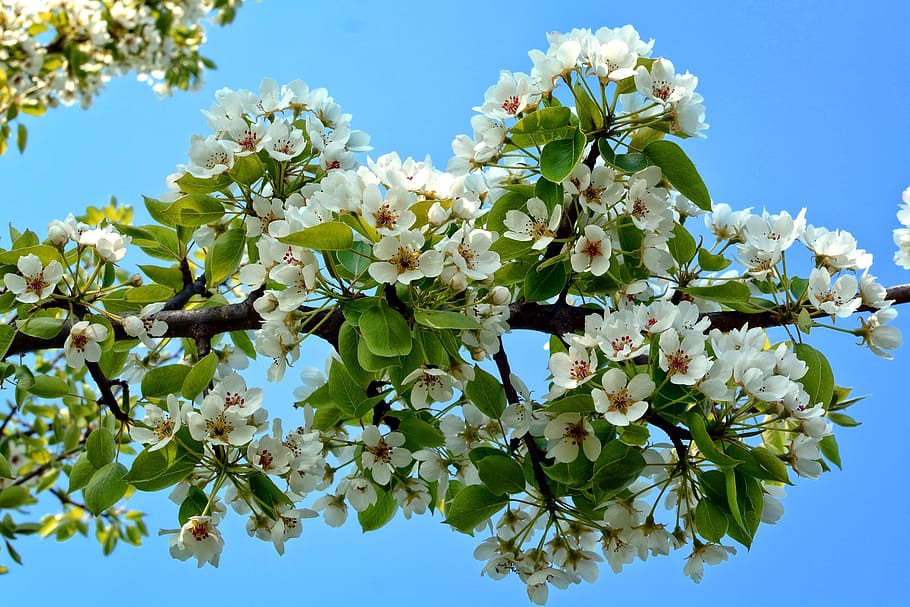branch, blossom, bloom, spring, white, garden, nature, apple blossom HD wallpaper