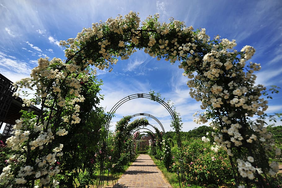 rose, arch, blue sky, cloud, plant, tree, growth, nature, direction HD wallpaper